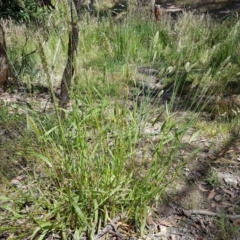 Anthoxanthum odoratum (Sweet Vernal Grass) at QPRC LGA - 21 Dec 2022 by DJohnson