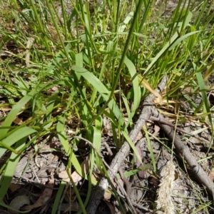 Anthoxanthum odoratum at Bywong, NSW - 21 Dec 2022