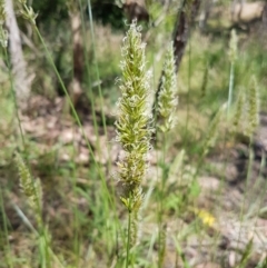 Anthoxanthum odoratum at Bywong, NSW - 21 Dec 2022