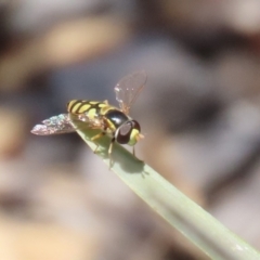 Simosyrphus grandicornis (Common hover fly) at Upper Stranger Pond - 20 Dec 2022 by RodDeb