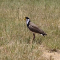 Vanellus miles (Masked Lapwing) at Upper Stranger Pond - 20 Dec 2022 by RodDeb