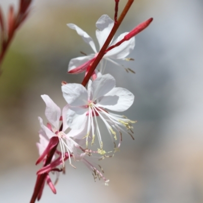 Oenothera lindheimeri (Clockweed) at Isabella Plains, ACT - 20 Dec 2022 by RodDeb