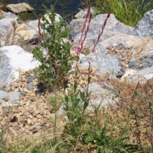 Oenothera lindheimeri at Isabella Plains, ACT - 20 Dec 2022 12:37 PM