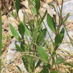 Oenothera lindheimeri at Isabella Plains, ACT - 20 Dec 2022