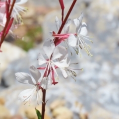 Oenothera lindheimeri at Isabella Plains, ACT - 20 Dec 2022