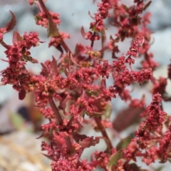 Rumex conglomeratus (Clustered Dock) at Upper Stranger Pond - 20 Dec 2022 by RodDeb