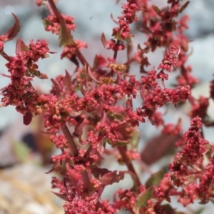 Rumex conglomeratus at Isabella Plains, ACT - 20 Dec 2022 12:50 PM