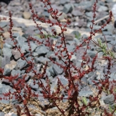 Rumex conglomeratus at Isabella Plains, ACT - 20 Dec 2022 12:50 PM