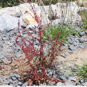 Rumex conglomeratus at Isabella Plains, ACT - 20 Dec 2022