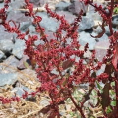 Rumex conglomeratus at Isabella Plains, ACT - 20 Dec 2022 12:50 PM