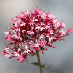 Centranthus ruber (Red Valerian, Kiss-me-quick, Jupiter's Beard) at Upper Stranger Pond - 20 Dec 2022 by RodDeb