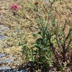 Centranthus ruber at Isabella Plains, ACT - 20 Dec 2022 12:35 PM