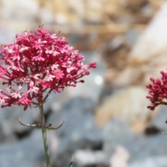 Centranthus ruber at Isabella Plains, ACT - 20 Dec 2022