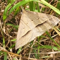 Epidesmia hypenaria (Long-nosed Epidesmia) at Hawker, ACT - 21 Dec 2022 by trevorpreston