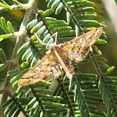 Nacoleia rhoeoalis (Spilomelinae) at The Pinnacle - 21 Dec 2022 by trevorpreston