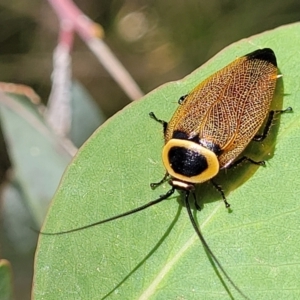 Ellipsidion australe at Hawker, ACT - 21 Dec 2022 01:00 PM