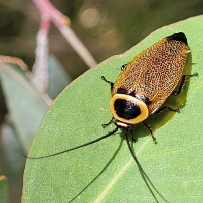 Ellipsidion australe (Austral Ellipsidion cockroach) at Hawker, ACT - 21 Dec 2022 by trevorpreston