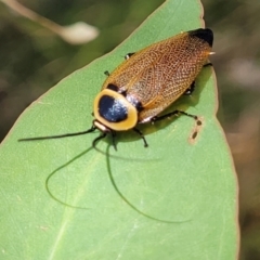 Ellipsidion australe at Hawker, ACT - 21 Dec 2022 01:00 PM