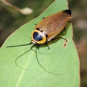 Ellipsidion australe at Hawker, ACT - 21 Dec 2022 01:00 PM