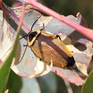 Ellipsidion australe at Hawker, ACT - 21 Dec 2022 01:00 PM