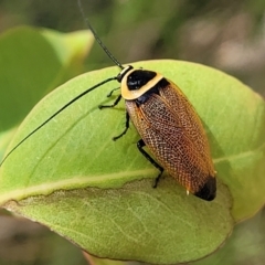 Ellipsidion australe at Hawker, ACT - 21 Dec 2022 01:00 PM