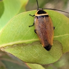 Ellipsidion australe at Hawker, ACT - 21 Dec 2022 01:00 PM