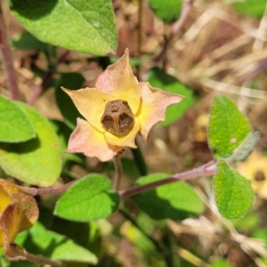 Cistus salviifolius at Hawker, ACT - 21 Dec 2022