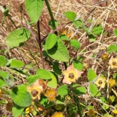 Cistus salviifolius at Hawker, ACT - 21 Dec 2022