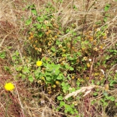 Cistus salviifolius at Hawker, ACT - 21 Dec 2022