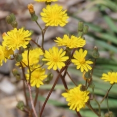 Crepis capillaris (Smooth Hawksbeard) at Isabella Plains, ACT - 20 Dec 2022 by RodDeb