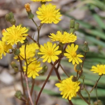 Crepis capillaris (Smooth Hawksbeard) at Upper Stranger Pond - 20 Dec 2022 by RodDeb