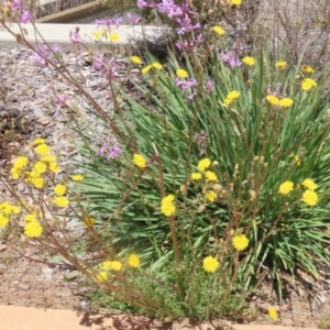 Crepis capillaris at Isabella Plains, ACT - 20 Dec 2022