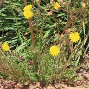 Crepis capillaris at Isabella Plains, ACT - 20 Dec 2022