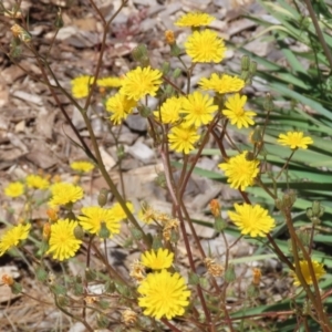 Crepis capillaris at Isabella Plains, ACT - 20 Dec 2022 01:18 PM