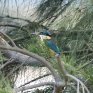 Todiramphus sanctus at Isabella Plains, ACT - 20 Dec 2022