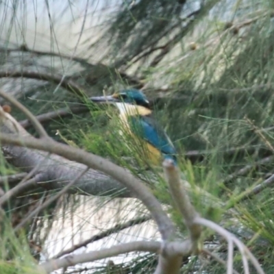 Todiramphus sanctus (Sacred Kingfisher) at Upper Stranger Pond - 20 Dec 2022 by RodDeb