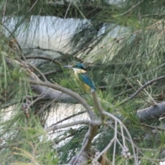 Todiramphus sanctus at Isabella Plains, ACT - 20 Dec 2022