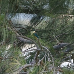 Todiramphus sanctus at Isabella Plains, ACT - 20 Dec 2022