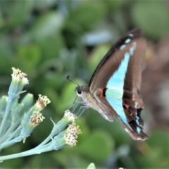 Graphium choredon (Blue Triangle) at Jamberoo, NSW - 15 Feb 2019 by plants