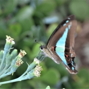 Graphium choredon at Jamberoo, NSW - 16 Feb 2019