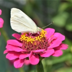 Pieris rapae (Cabbage White) at Jamberoo, NSW - 16 Feb 2019 by plants