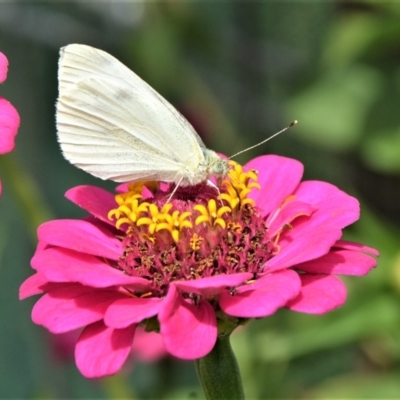 Pieris rapae (Cabbage White) at Jamberoo, NSW - 16 Feb 2019 by plants