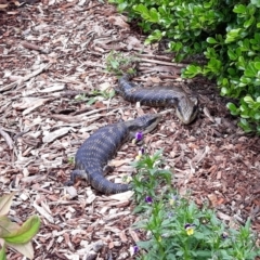 Tiliqua scincoides scincoides (Eastern Blue-tongue) at Jamberoo, NSW - 9 Oct 2022 by plants