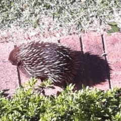Tachyglossus aculeatus (Short-beaked Echidna) at Jamberoo, NSW - 2 Nov 2021 by plants