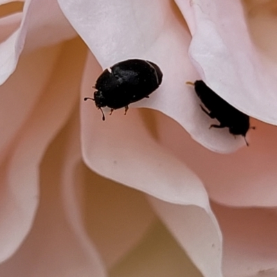 Aethina sp. (genus) (Sap beetle) at Holt, ACT - 21 Dec 2022 by trevorpreston