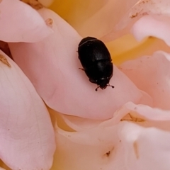 Aethina sp. (genus) at Holt, ACT - 21 Dec 2022