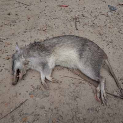 Perameles nasuta (Long-nosed Bandicoot) at Jerrawangala National Park - 20 Dec 2022 by RobG1