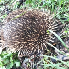 Tachyglossus aculeatus (Short-beaked Echidna) at Jamberoo, NSW - 4 Jan 2021 by plants