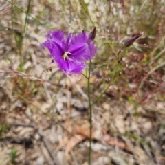 Thysanotus tuberosus (Common Fringe-lily) at Bungendore, NSW - 21 Dec 2022 by clarehoneydove