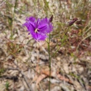 Thysanotus tuberosus at Bungendore, NSW - 21 Dec 2022 12:30 PM